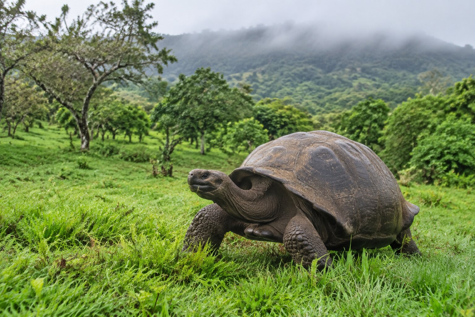 Tortuga gigante en las tierras altas de Santa Cruz, Galápagos