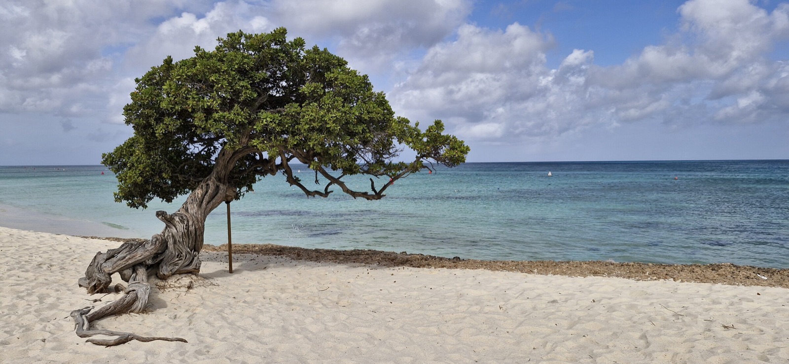 Árbol fofoti en Eagle Beach, Aruba, con arena blanca y mar turquesa