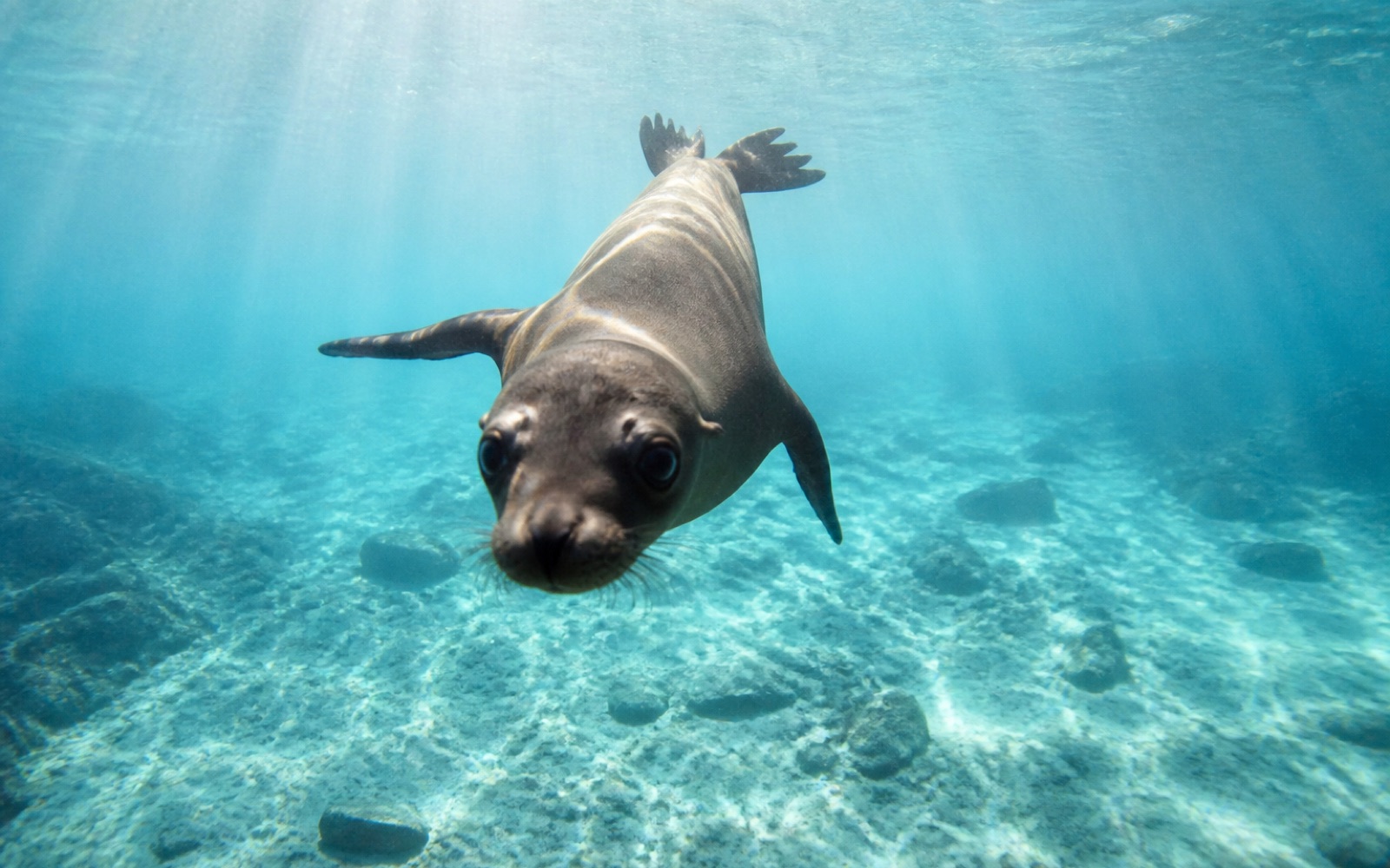 Lobo marino nadando bajo el agua en Galápagos