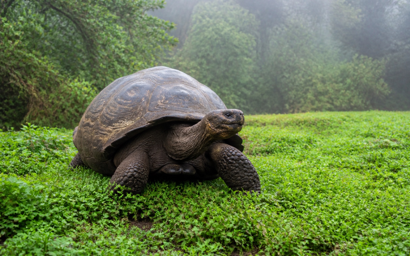 Tortuga gigante en la parte alta de Santa Cruz