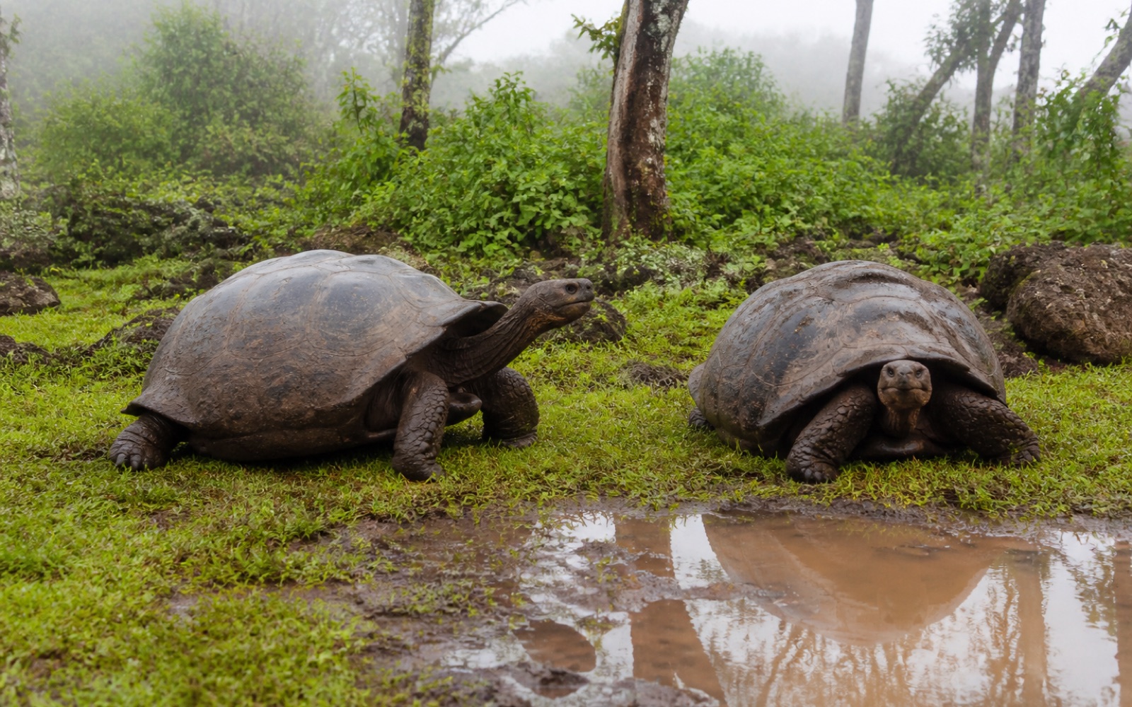 Tortugas gigantes en la parte alta de la isla Santa Cruz