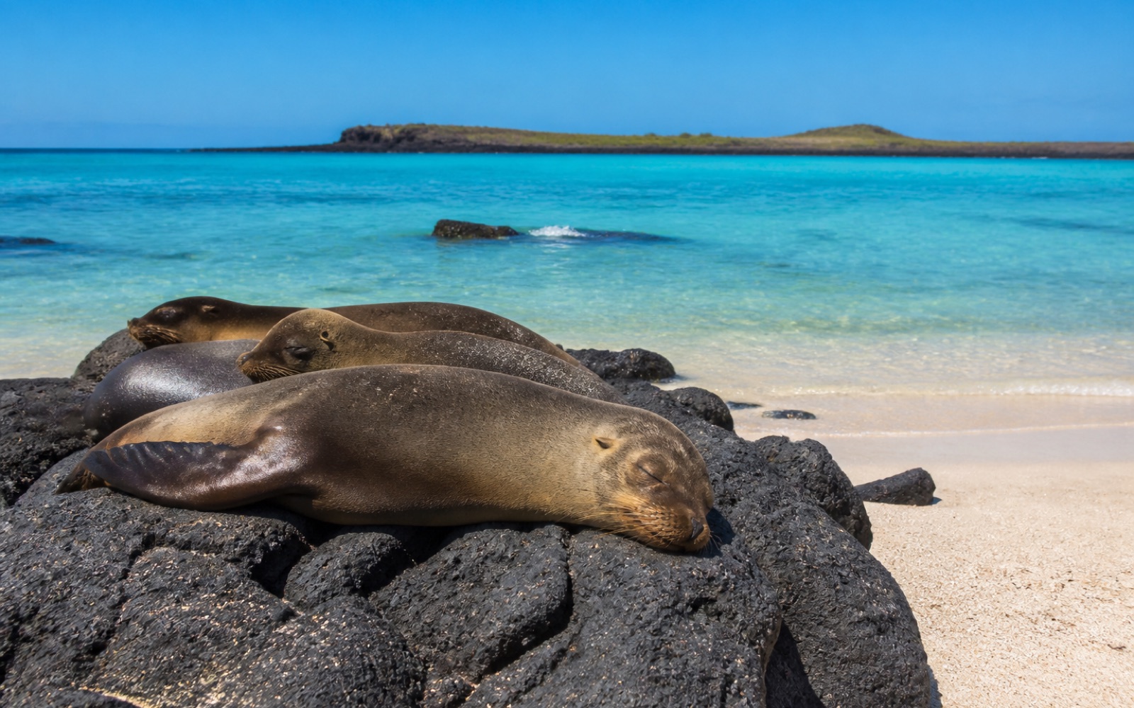 Lobos marinos descansando en una playa de Galápagos