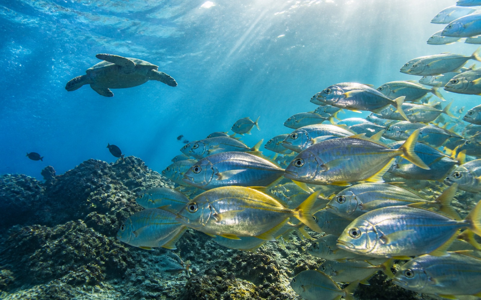 Snorkel entre peces y tortugas en aguas de Galápagos