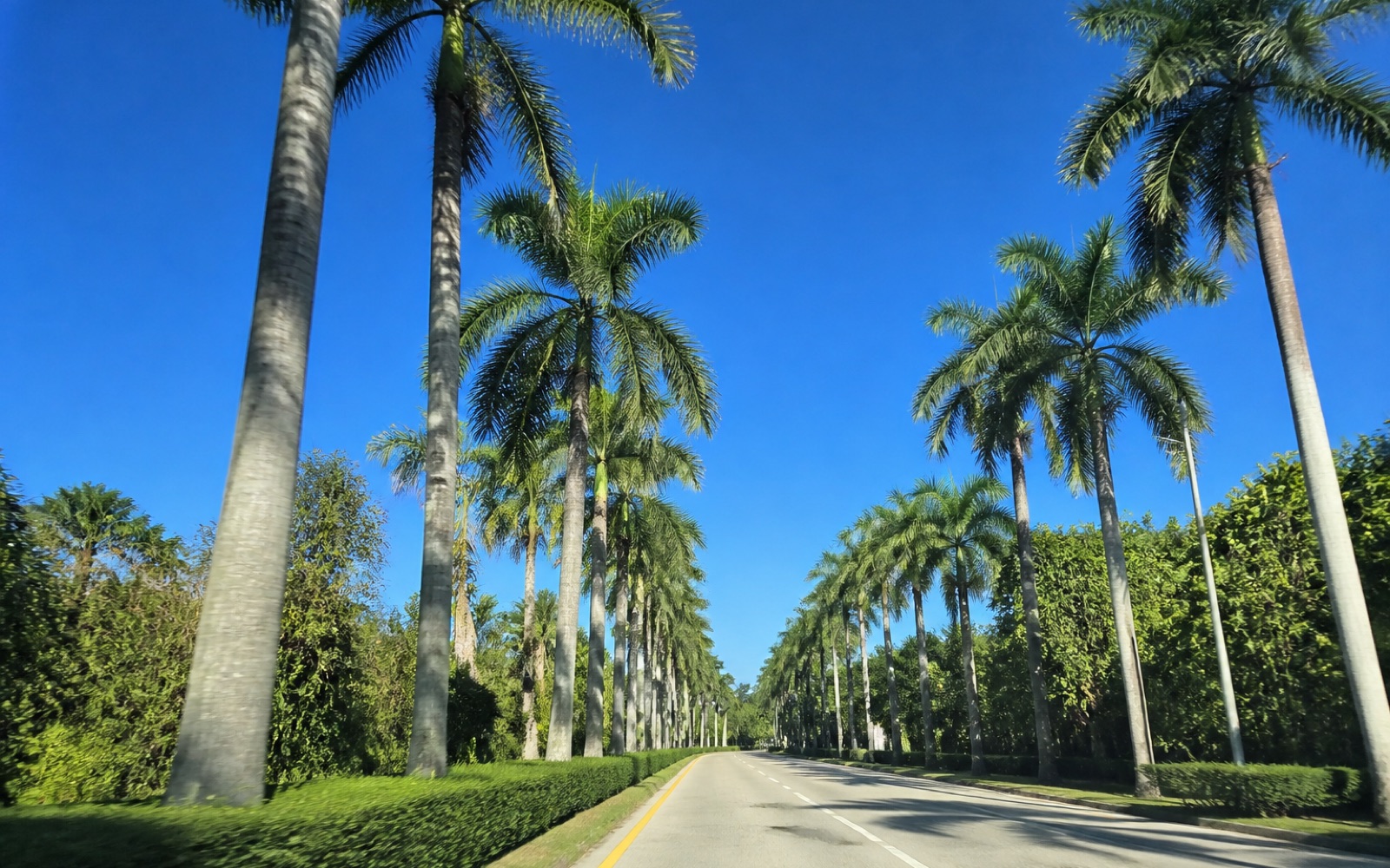 Avenida con palmeras altas y cielo azul en Miami